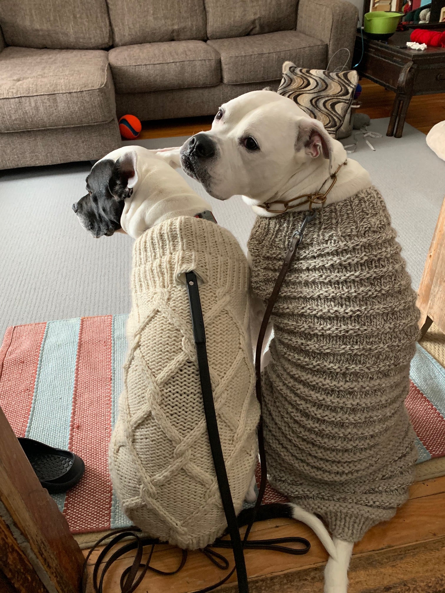 Pet Couture